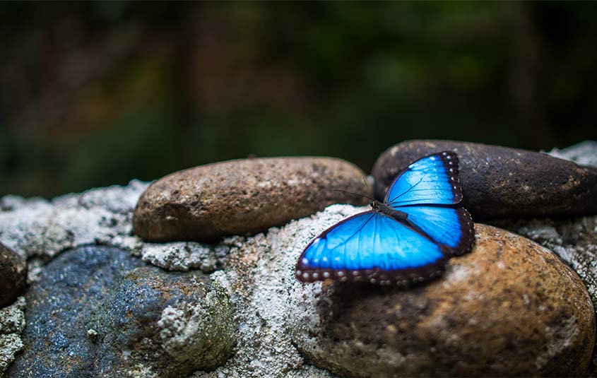 Discover the best of Costa Rica, where it’s easy to discover life’s essentials. This course provides key details on what makes Costa Rica attractive to travellers and offers a wealth of knowledge about this country’s extensive tourism assets, resulting in endless possibilities for vacation packages for clients.