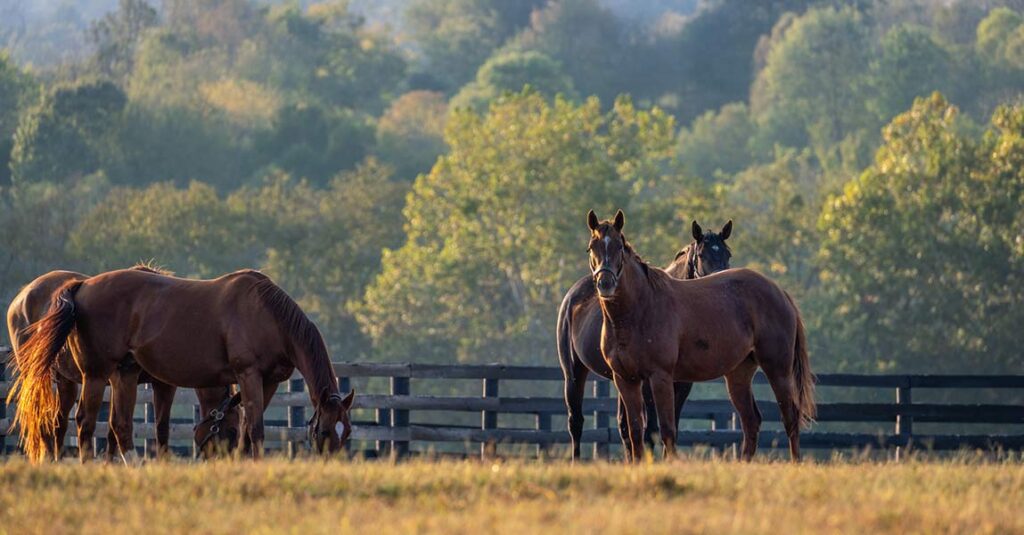 Beyond Bourbon and Horses: Kentucky